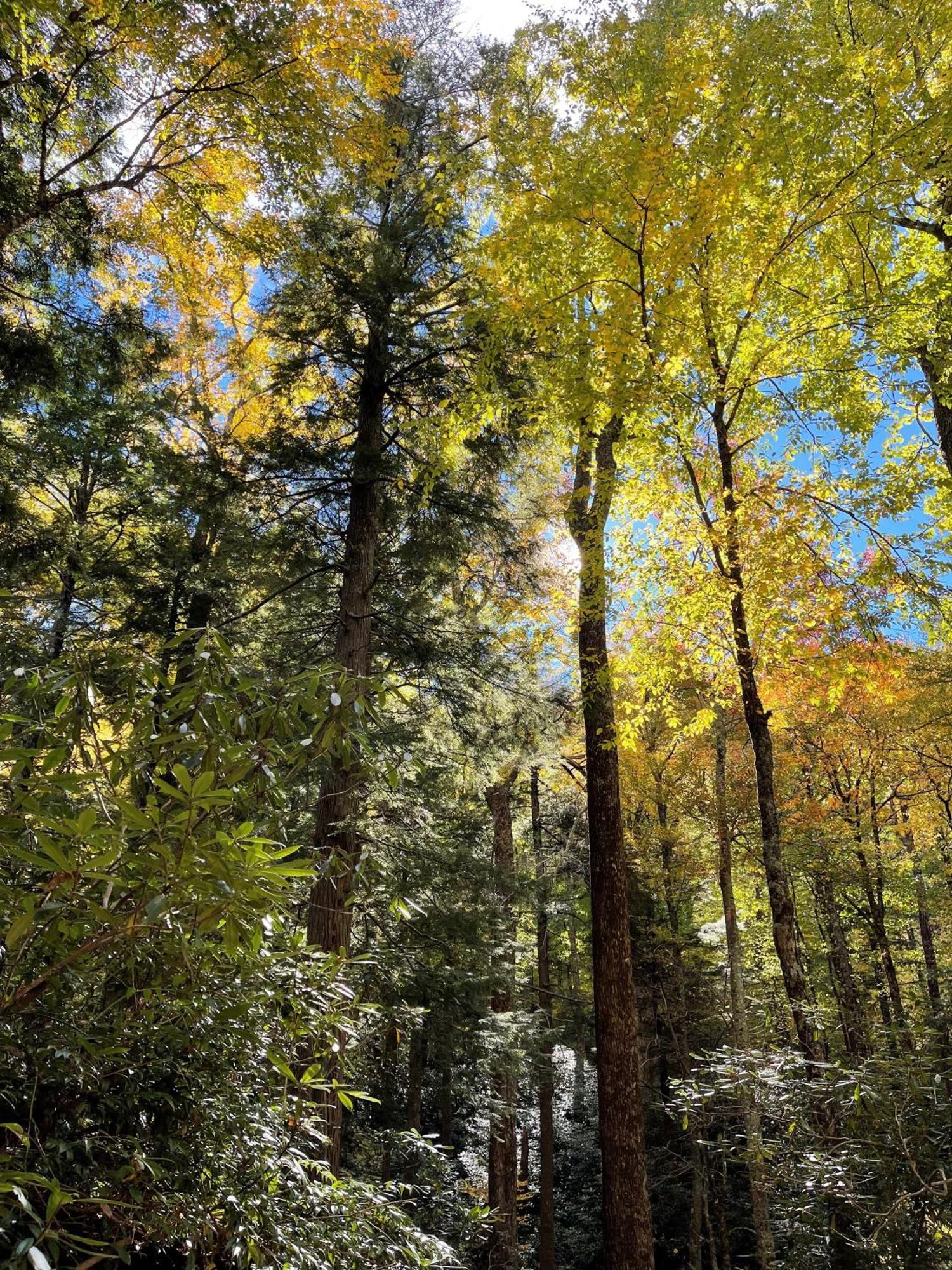 Bear Necessities, Luxury 5Bd Mtn Views, Hot Tub, Many Bear Sightings Villa Gatlinburg Luaran gambar