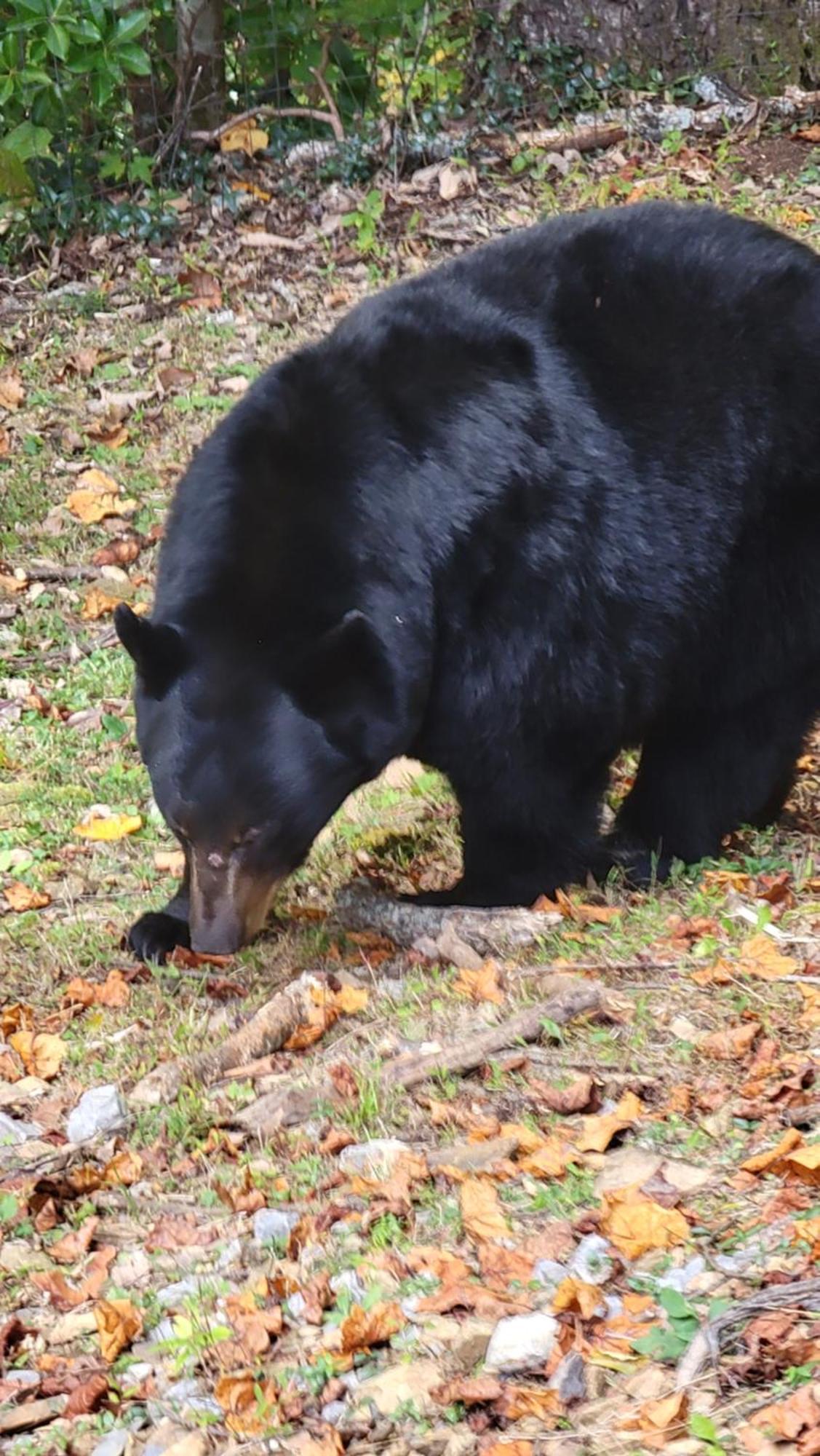Bear Necessities, Luxury 5Bd Mtn Views, Hot Tub, Many Bear Sightings Villa Gatlinburg Luaran gambar