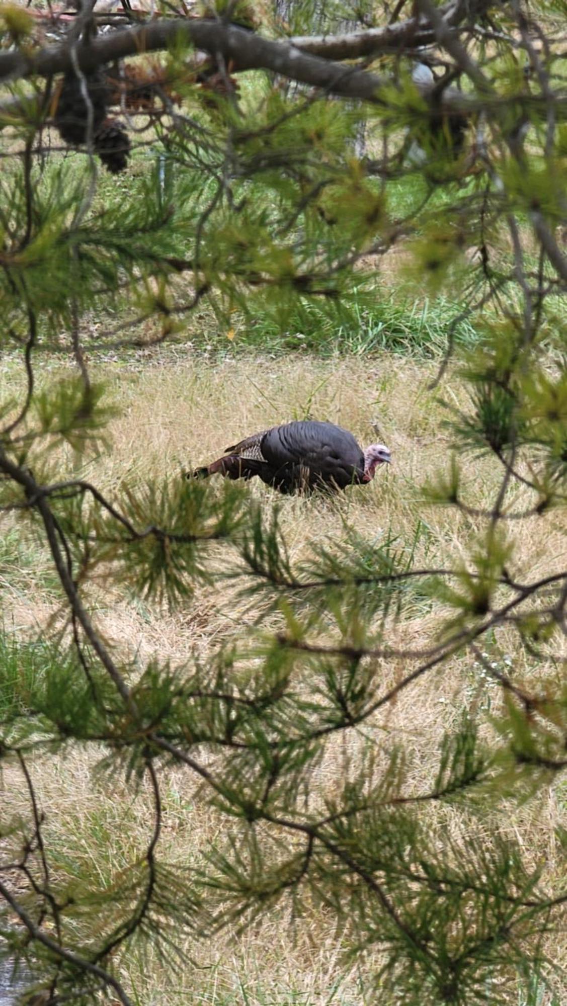 Bear Necessities, Luxury 5Bd Mtn Views, Hot Tub, Many Bear Sightings Villa Gatlinburg Luaran gambar